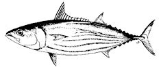 Katsuwonus pelamis_claves.jpg